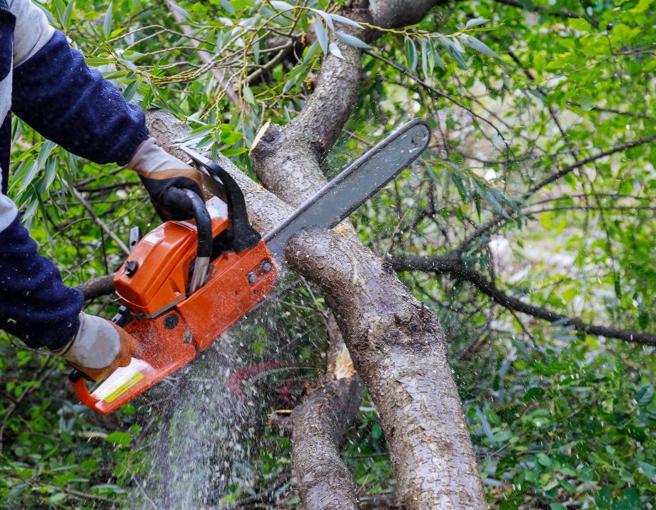 Arboriculture & Forestry training courses.